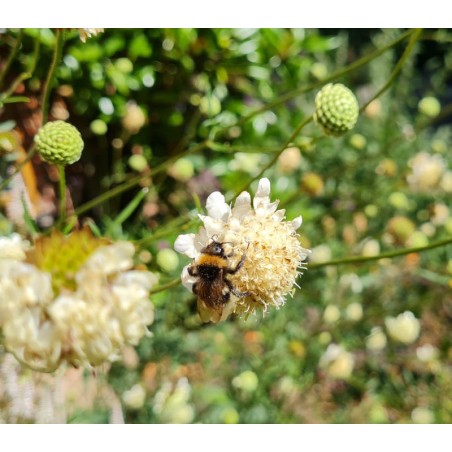 Cephalaria gigantea - popular with bees Cephalaria gigantea - popular with bees