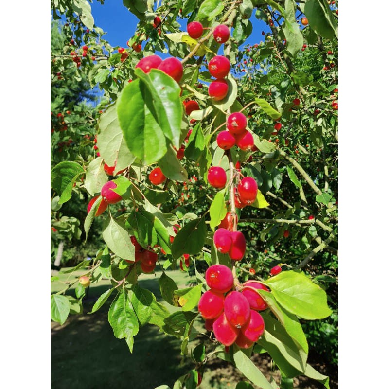 Malus x 'Pink Glow' - large pinkish-red fruit in early autumn