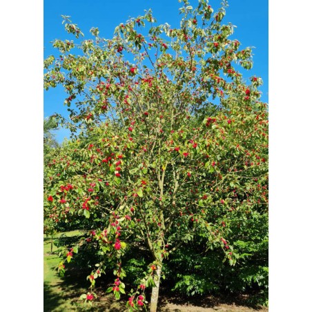 Malus x 'Pink Glow' - established tree in August Malus x 'Pink Glow' - established tree in August