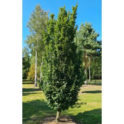 Carpinus betulus 'Lucas' - columnar, upright established tree in summer