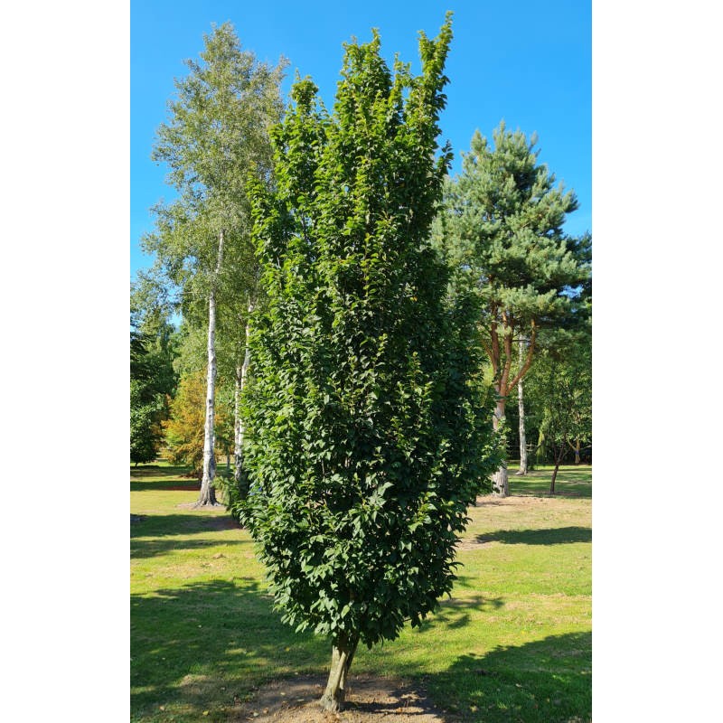 Carpinus betulus 'Lucas' - columnar, upright established tree in summer