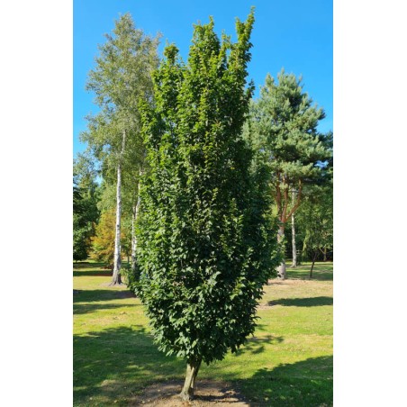 Carpinus betulus 'Lucas' - columnar, upright established tree in summer Carpinus betulus 'Lucas' - columnar, upright established tree in summer