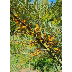Hippophae rhamnoides 'Leikora' - colourful berries in late summer