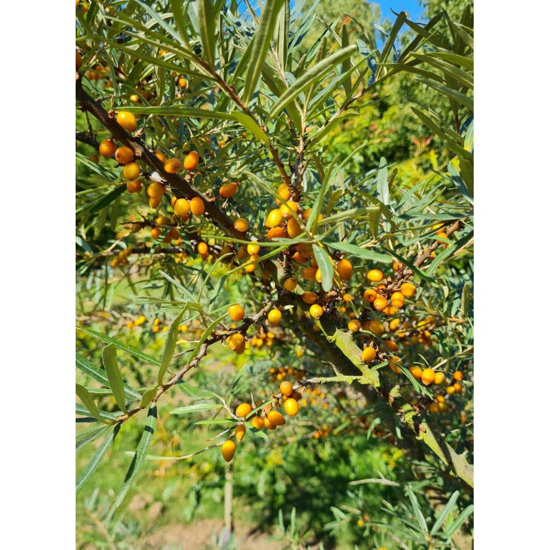 Hippophae rhamnoides 'Leikora' - colourful berries in late summer