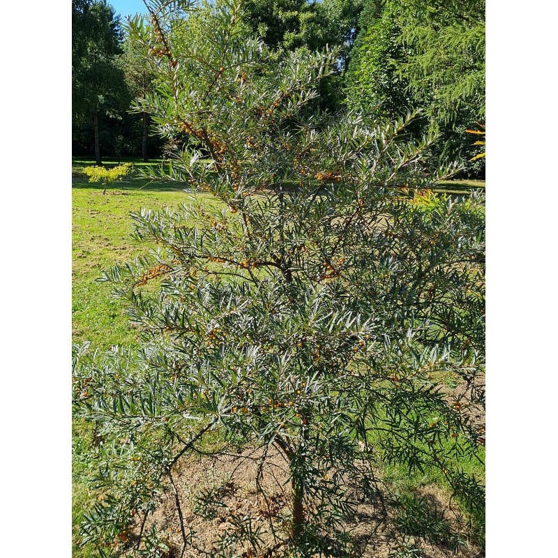 Hippophae rhamnoides 'Leikora' - established specimen shrub