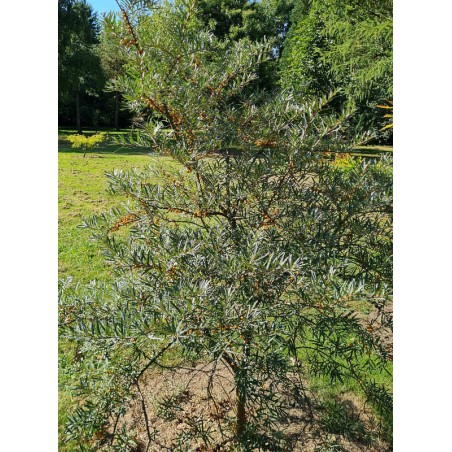Hippophae rhamnoides 'Leikora' - established specimen shrub