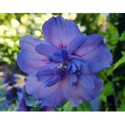 Hibiscus syriacus 'Blue Chiffon' - blue flowers in late summer