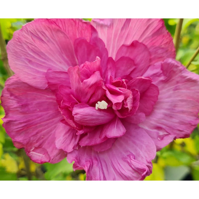 Hibiscus syriacus 'Magenta Chiffon' - vibrant pink flower in late summer