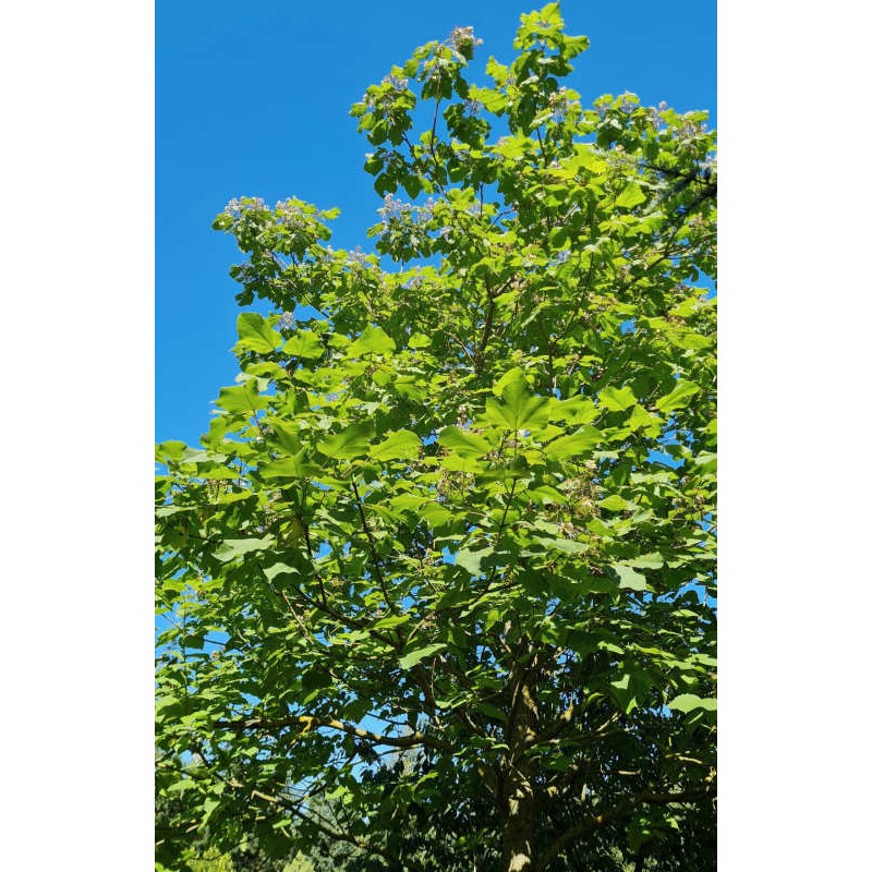 Catalpa fargesii f. duclouxii - flowering in August