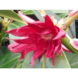 Illicium x 'Woodland Ruby' - red summer flowers