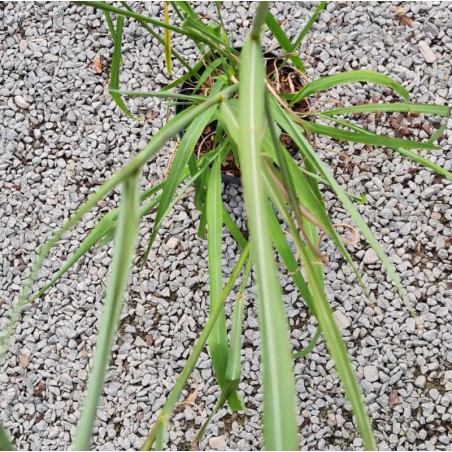 Miscanthus nepalensis