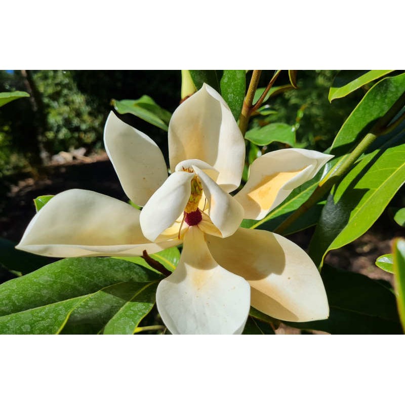 Magnolia grandiflora 'Kay Parris' - large white flowers in mid summer