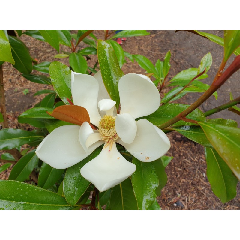 Magnolia grandiflora 'Kay Parris' - white flowers