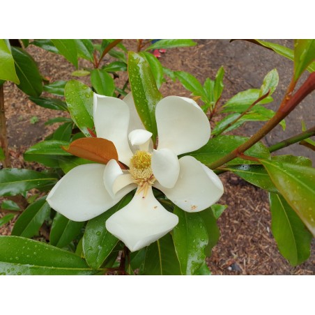 Magnolia grandiflora 'Kay Parris' - white flowers