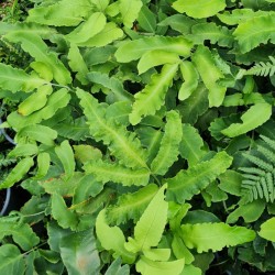 Dryopteris sieboldii - fronds in late summer