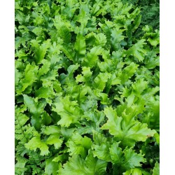 Asplenium scolopendrium 'Cristata' - fronds in late summer