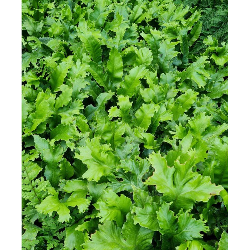 Asplenium scolopendrium 'Cristata' - fronds in late summer Asplenium scolopendrium 'Cristata' - fronds in late summer