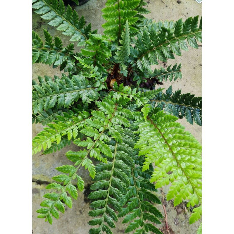 Polystichum neolobatum - fronds in late summer