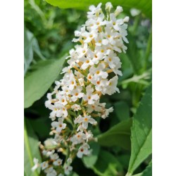 Buddleja davidii 'Butterfly Tower White'