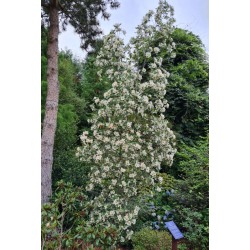 Eucryphia x nymansensis 'Nymansay' - specimen tree