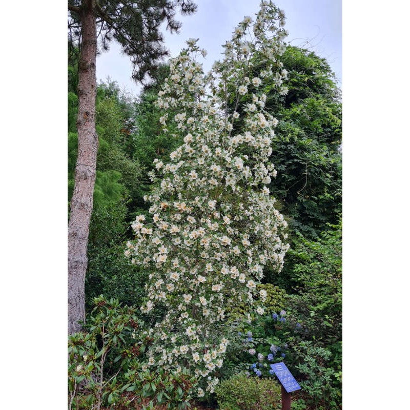 Eucryphia x nymansensis 'Nymansay' - specimen tree