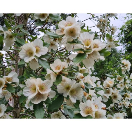 Eucryphia x nymansensis 'Nymansay' - masses of white flowers in late summer Eucryphia x nymansensis 'Nymansay' - masses of white flowers in late summer