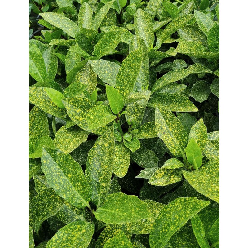 Aucuba japonica 'Pepperspot' - variegated leaves in late summer