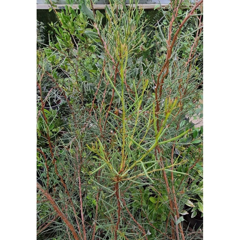 Hakea lissosperma