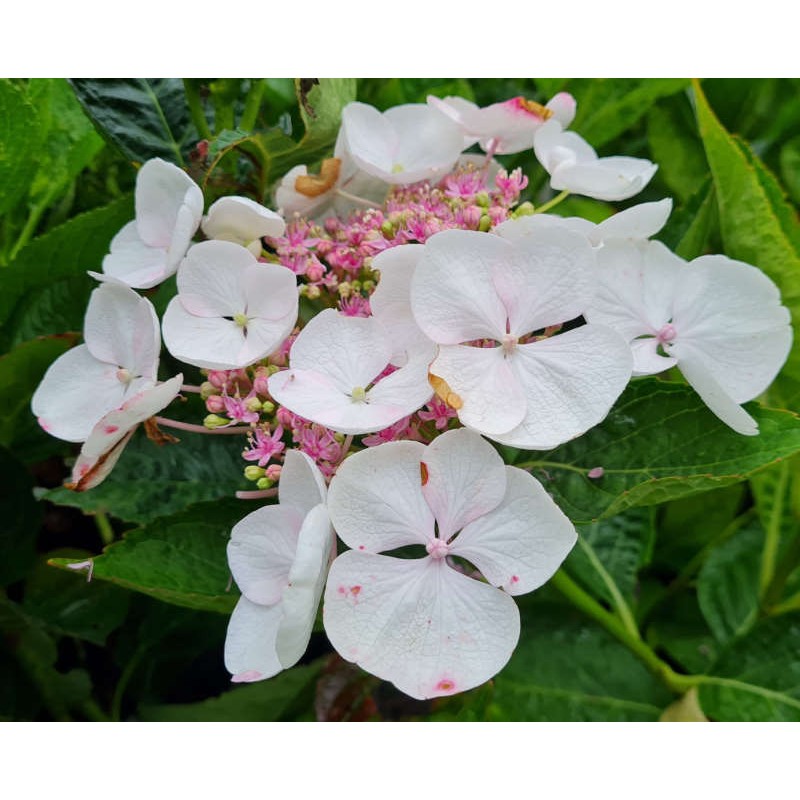 Hydrangea macrophylla 'Lanarth White' - flowers in August