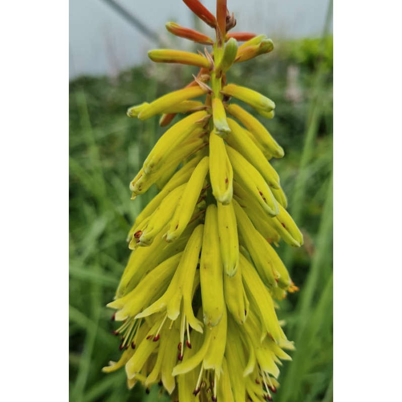 Kniphofia rufa 'Rasta' - flowers in late summer