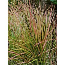 Stipa arundinacea