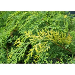 Microbiota decussata 'Gold Spot' - yellow and green variegated leaves