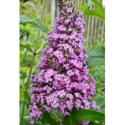 Buddleja davidii 'Grand Cascade' - mauve flowers in late summer