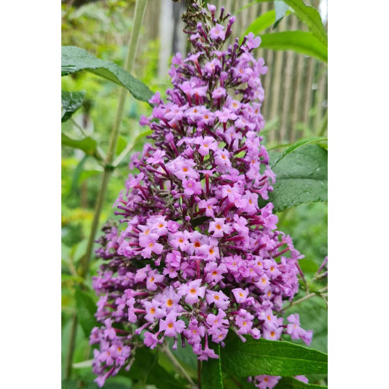 Buddleja davidii 'Grand Cascade' - mauve flowers in late summer Buddleja davidii 'Grand Cascade' - mauve flowers in late summer
