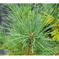 Pinus monticola - young plant