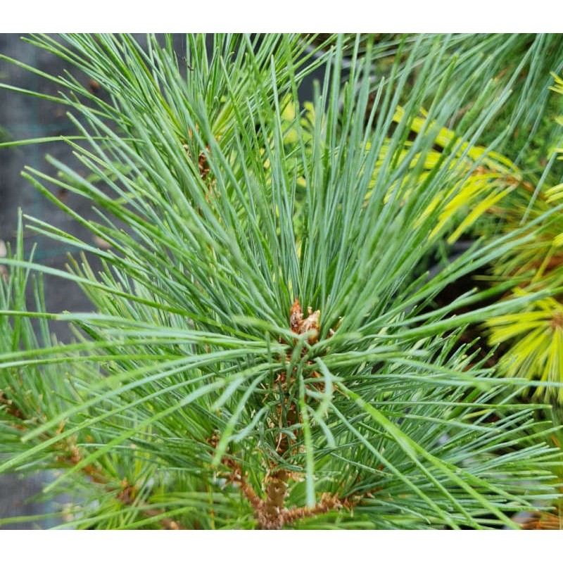Pinus monticola - young plant