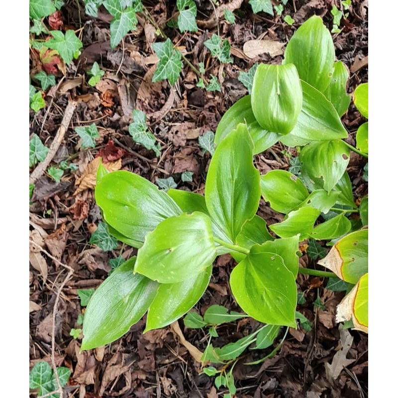 Ruscus colchicus - leaves in late August