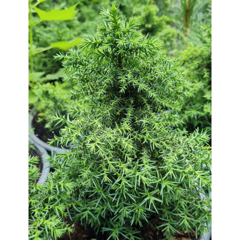 Cryptomeria japonica 'Twinkle Toes' - young plants in August