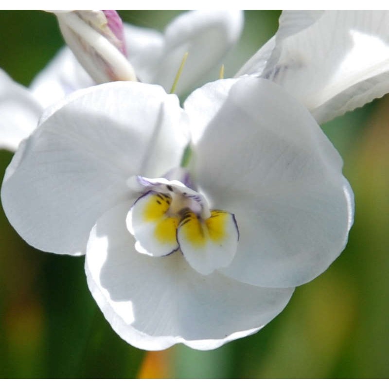 Diplarrena moraea - iris-like summer flowers