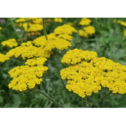 Achillea 'Moonshine' - masses of yellow flowers in Summer