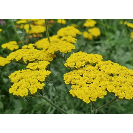 Achillea 'Moonshine' - masses of yellow flowers in Summer Achillea 'Moonshine' - masses of yellow flowers in Summer