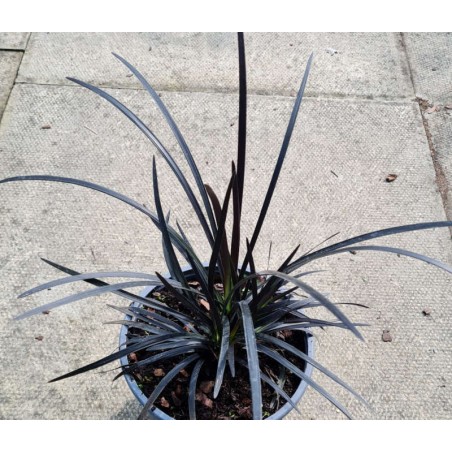 Ophiopogon planiscapus 'Black Beard' - dark arching leaves in late August Ophiopogon planiscapus 'Black Beard' - dark arching leaves in late August