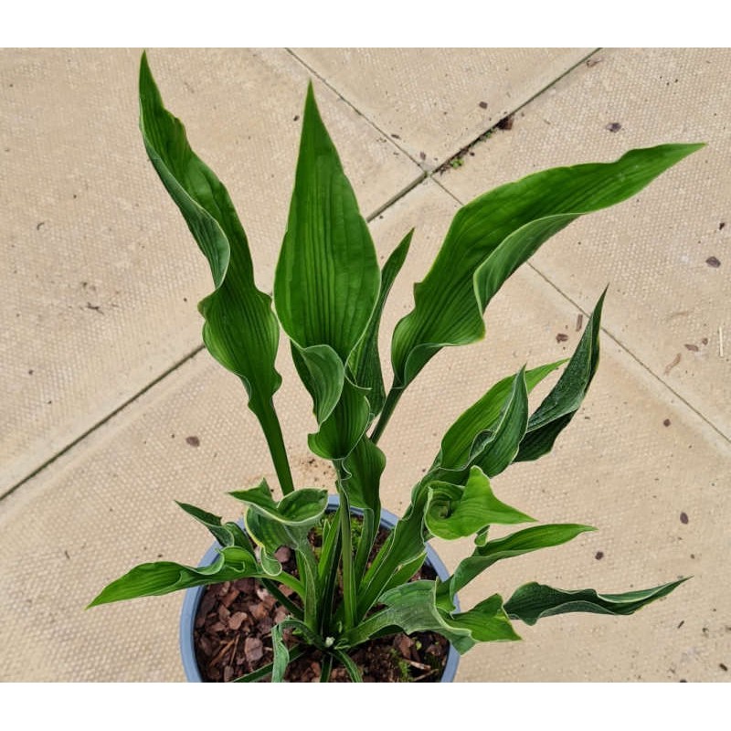 Hosta 'Praying Hands' - developed leaves in late summer