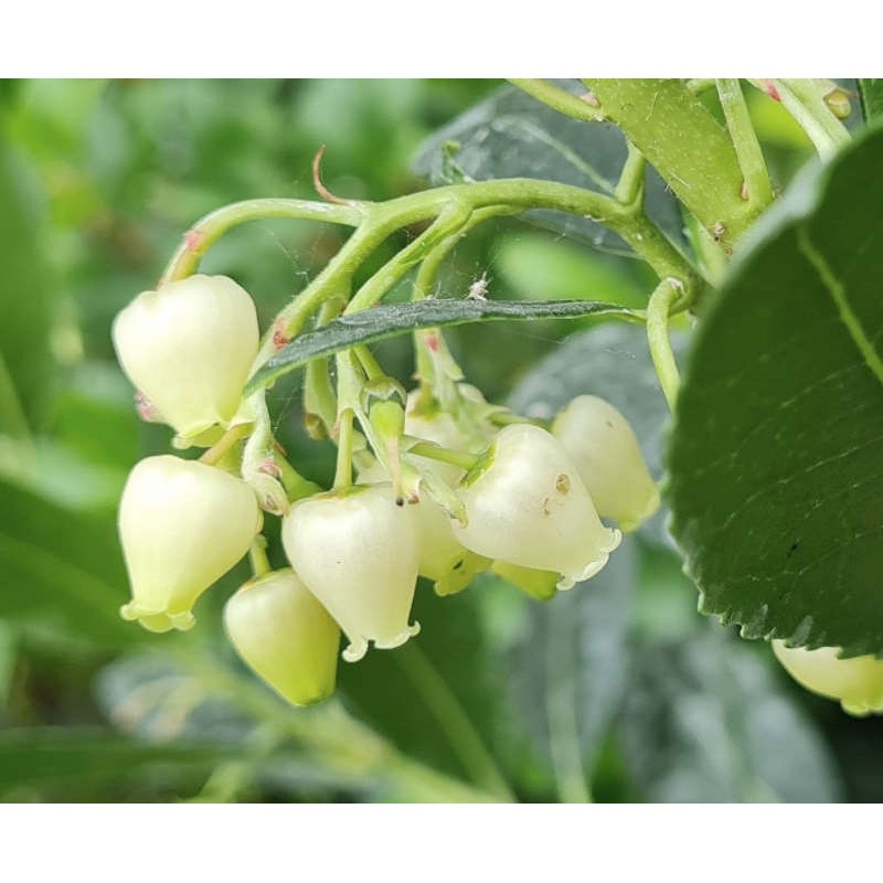 Arbutus unedo 'Atlantic'