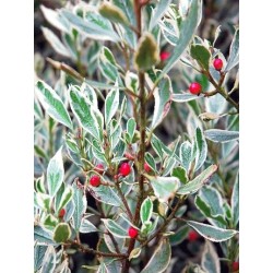 Rhamnus alaternus 'Argenteovariegata'