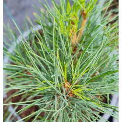 Pinus cembra - needles on a young plant