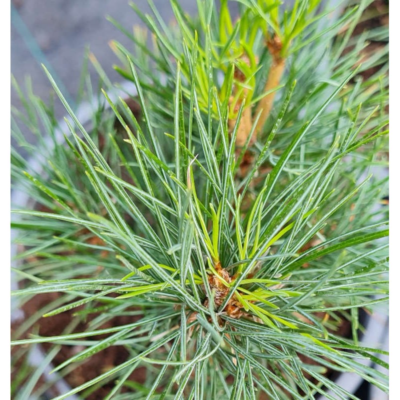 Pinus cembra - needles on a young plant