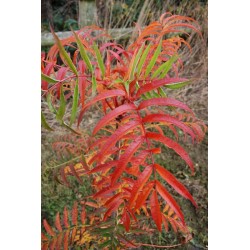 Sorbus commixta 'Olympic Flame' - autumn colour