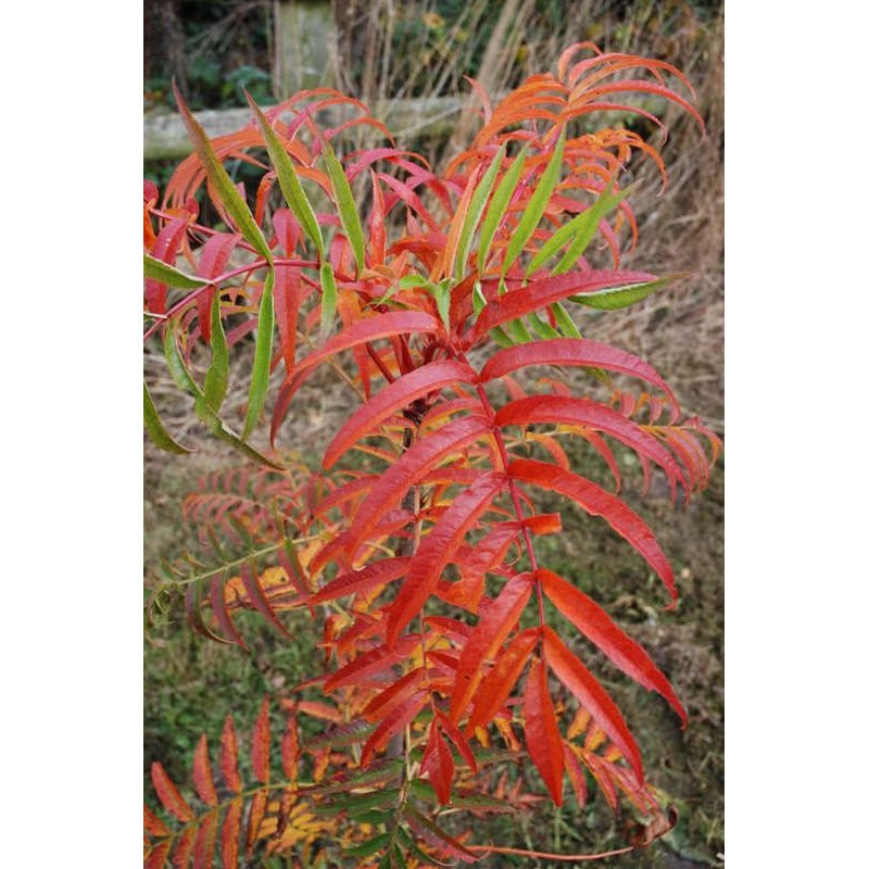 Sorbus commixta 'Olympic Flame' - autumn colour
