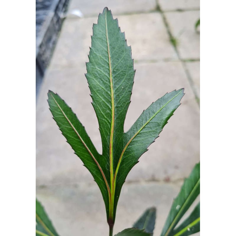 Pseudopanax 'Moa's Toes' - three lobed leaves